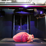 How are 3D Organs Used?